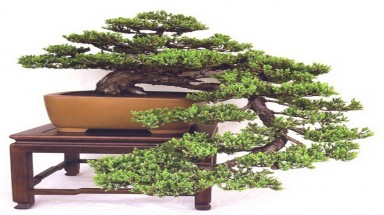 bonsai Cách bài trí cây xanh giúp tạo vượng khí cho văn phòng