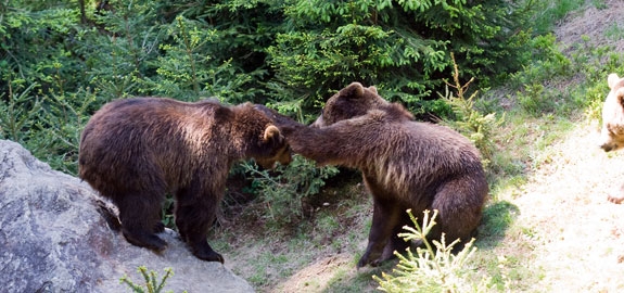 two bears pan 20702 Kinh doanh khó hay dễ hơn khi chạy đua vào Nhà trắng?